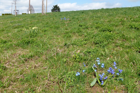 Pflanzaktion Gartenbauverein Hohenlinden