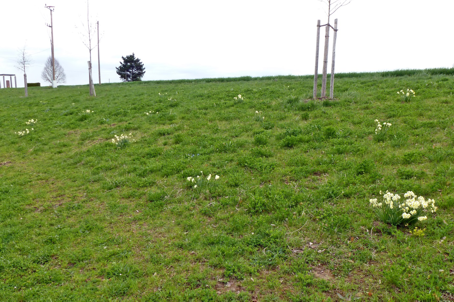 Pflanzaktion Gartenbauverein Hohenlinden
