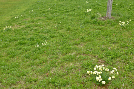 Pflanzaktion Gartenbauverein Hohenlinden